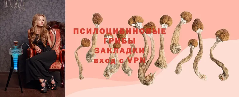 Галлюциногенные грибы Psilocybine cubensis  Инсар 